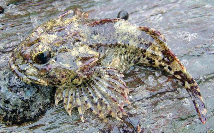 Taurulus bubalis_06.jpg